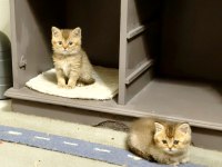 British shorthair ve longhair safkan
