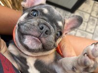 3 aylık fransız bulldog blue tan