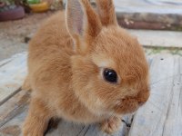 Netherland dwarf cüce tavşan