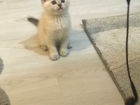 Sağlıklı british shorthair bebekler