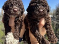 Mükemmel LAGOTTO ROMAGNOLO yavrularımız