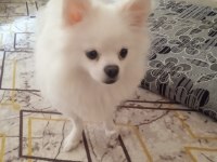 SAHİPLENDİRİLECEK CİNS POMERANİAN KÖPEĞİMİZ