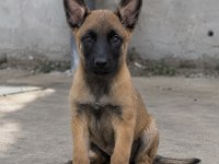 Belçika Kurdu Malinois Yavruları