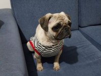 2 yaşında dişi Pug