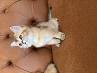 British golden bebeklerimiz ırkının en güzel örnekleri