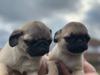 Pug yavruları