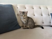 Yavru kedi