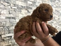 Toy poodle yavrularımız
