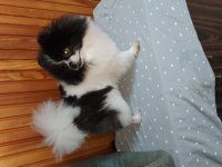 1 yaş party color erkek pomeranian