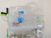 Kampanya Hamster