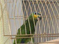 Çok uygun amazonica papağanı