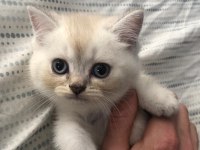 British blue point yavru