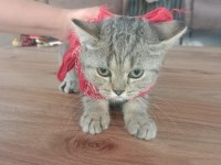 British shorthair yavrularım