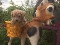 Mükemmel Kalitede Maltipoo Bebeklerimiz