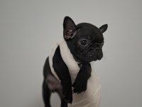 ÜST KALİTE DİŞİ FRENCH BULLDOG YAVRUMUZ