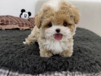 Teacup Kore Maltipoo Yavrumuz