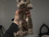 Bebek british shorthair kediler
