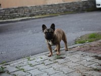 KIF FCI A CLASS ŞECERELİ FRANSIZ BULLDOG