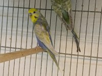 MUHABBET KUŞU HAZIR TAKIM