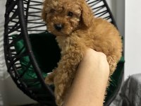 Safkan toy poodle yavru