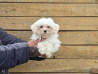 Safkan Maltese Terrier Yavruları