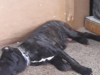 ERKEK CANE CORSO ARIYORUM ÇİFTLEŞTİRMEK İÇİN