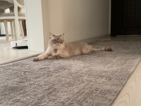 British shorthair cinsi Lokum için yuva arıyoruz