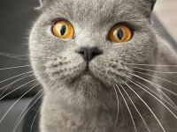 British Shorthair Kedimiz Sahiplendirilecektir