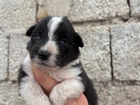 İki haftaya teslime hazır border collie yavrular