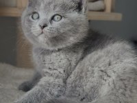 Brıtısh Shorthair Blue Yavrularım 