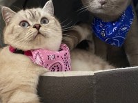 3 Dişi ve 1 Erkek British Shorthair Yavrular