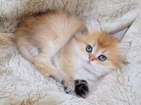 British longhair dişi ve erkek yavrularımız