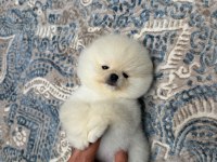 Sağlık ve ırk garantili ayıcık surat pomeranian boo