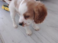 Bebek cocker için yeni mutlu bir yuva
