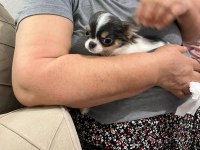 Mini Boy Erkek Chihuahua | Aşıları Tam | Ev Üretimi