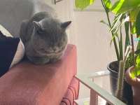 Erkek british shorthair 9 aylık