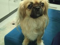 Dişi köpeğimiz 3.5 yaşında kızımız