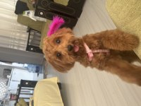 7 Aylık Maltipoo Ücretsiz Sahiplendirme