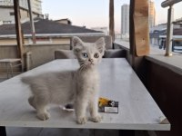 3 aylık yavru kedimiz