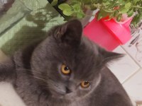 British Shorthair Ücretli Sahiplendirilecektir