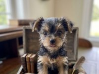 Evinizin maskotu olacak mükemmel dost köpeğimiz