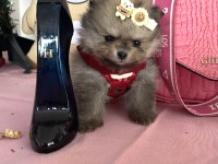 MİNİBOY TEDDY BEAR POMERANİAN BOO YAVRULAR