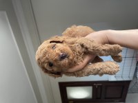 1 aylık poodle köpeklerim