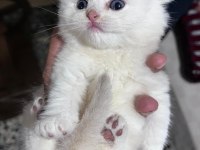 Scottish fold silver point yavrular