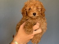 Sevimli Poodle Tüy Dökmeyen Harika Dostlar