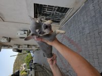 Premium Kalite French Bulldog Yavruları