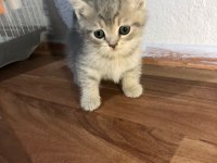 Anne scottish fold baba british shorthair