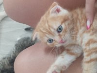 Scottish fold yavru
