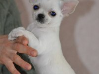 Chihuahua Yavruları