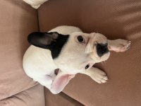 French bulldog yavrusu